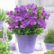 Alstroemeria Indigo - Perennial Plants Garden Ready - Peruvian Lily Plants - Outdoor Perennial Plant for Shade Garden Pots Containers - Flowering Plant with Purple Flowers (9cm Pot, 20-30cm)