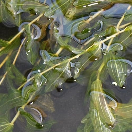 WASSERPFLANZEN WOLFF ° Potamogeton perfoliatus, durchwachsenes Laichkraut - Klärpflanze -QUALITÄTSSTAUDE durchwurzelt im 9x9cm Topf – winterhart - RARITÄT! Wasserpflanze des Jahres 2009