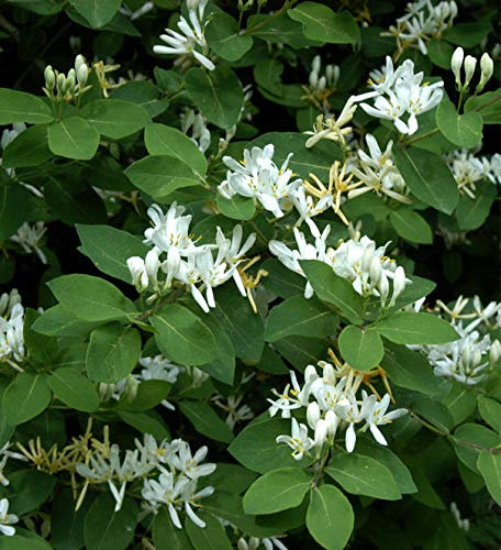 Gemeine Heckenkirsche 100-125cm - Lonicera xylosteum - Gartenpflanze
