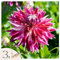 Plant in a Box - Dahlien - 3er Set - Dahlia 'Vancouver' - Dahlienknollen pflanzen - Sommerblüher - Rosa und Weiße Blüten - Ideal für Garten und Beete