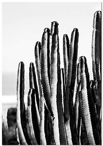 Panorama Leinwandbild Kaktus Schwarzweiss schwarz und weiß 35x50cm - Gedruckt auf Leinwand - Wandbild Wohnzimmer - Dekoration Schlafzimmer