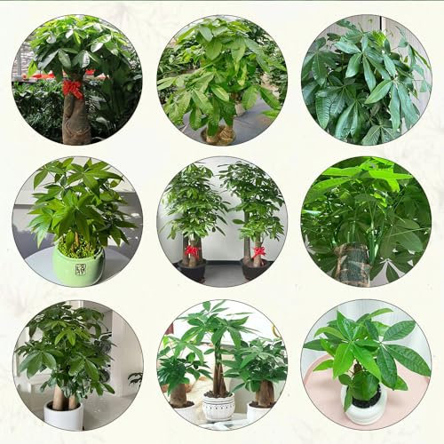 8 pcs glückskastanie pflanze samen steingartenpflanzen winterhart bonsai bäumchen kaufen topf pflanze gartenpflanzen winterhart mehrjährig bäume kaufen nachhaltigkeit geschenke gärtnern