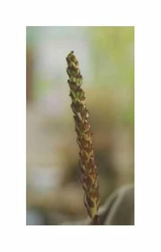 Stk - 20x Disa bracteata Orchideen Zimmer Pflanzen - Samen B1294 - Seeds & Plants Shop by Ipsa