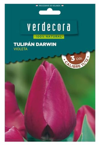 Verdecora Bulbo flor Tulipán Darwin natural | Bulbo de Invierno | 3 unidades (PORTES INCLUIDOS) (Violeta)