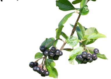 Planta natural Aronia melanocarpa, 10-15 cm. Produce frutos con alto contenido en antioxidantes, vitaminas (C, K) y minerales. Cultivo sencillo. resistente al frio. Segura Garden.