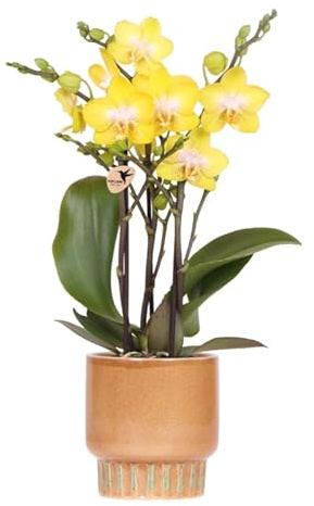 Gelbe Albenga Orchidee im Bold Cognac Übertopf Ø9cm – blühende Zimmerpflanze frisch vom Züchter – sonnengelbe Orchidee als Deko-Highlight – luxuriöser Topf in Cognac mit grüner Glasur