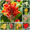 22 pcs canna pflanzen kaufen keine zwiebeln gartenarbeit blumendeko gartenpflanzen bonzai Canna indica - cannas winterharte kübelpflanzen gartenblumen blumenzwiebeln mehrjährig winterhart