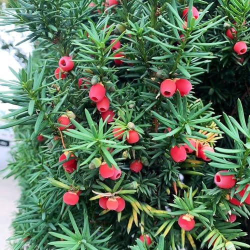 100 pcs Taxus Baccata samen saatgut geschenk garten steingartenpflanzen winterhart baumsamen kübelpflanzen balkonpflanzen extrem winterharte kübelpflanzen seltene pflanzen geschenke