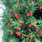 100 pcs Taxus Baccata samen saatgut geschenk garten steingartenpflanzen winterhart baumsamen kübelpflanzen balkonpflanzen extrem winterharte kübelpflanzen seltene pflanzen geschenke