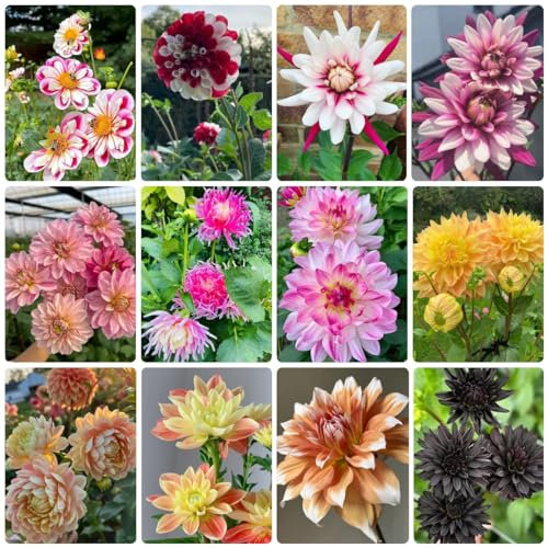 400 Pcs Dahlien Samen Winterhart, Gartenblumen, Zimmerpflanzen Samen (Dahlia Pinnata) Wiesensaatgut, Garten Geschenk Blumenwiese Samen, Steingartenpflanzen Winterhart Winterharte Pflanzen