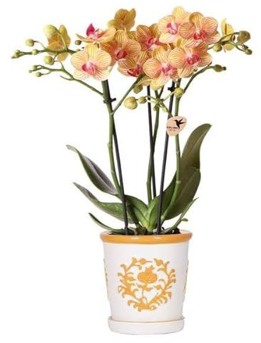 Orchidee Jamaica Orange Phalaenopsis – Zimmerpflanze mit 2-3 Rispen – inkl. Malaga Deko-Topf Orange Ø9cm – tropische Blühpflanze für Zuhause
