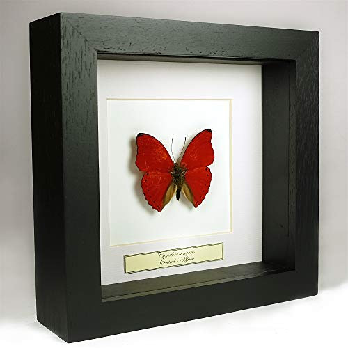 Cymothoe sangaris – Planeur Rouge Sang - Vrai Papillon de taxidermie monté sous Verre dans Un Cadre Fait Main en Bois Noir