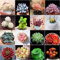 500 Stücke Sukkulenten Samen Winterhart, Sukkulenten Samen Outdoor, Sukkulenten Echte Pflanzen, Hochbeet Samen, Gartendeko Für Draußen Pflanzen Aufzucht, Grünpflanzen Succulent Plants,