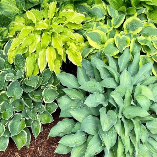 (YGHESFDE) Hosta pflanze winterhart - Funkien hosta winterhart - Hosta knollen mix - Zierpflanzen, einfach zu pflanzen, blühen das ganze Jahr über-6knollen-H