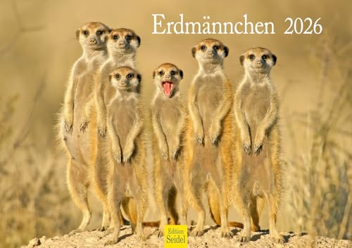 Edition Seidel Premium Kalender Erdmännchen 2026 Format DIN A3 Wandkalender Tierkalender Afrika Zoo Natur Rudel Säugetier Wildtier Tier Melanie Viola