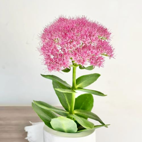 semillas resistentes de de sedum,semillas de perennes resistentes,decoración de alféizar de ventana,100pcs