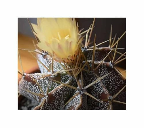 Pezzi - 5x Astrophytum Ornatum - Sternkaktus Cactus Piante - Seme ID1649 - Seeds & Plants Shop by Ipsa