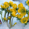 Winterlinge Samen - pflanzen für draußen winterhart Eranthis hyemalis - winterlinge winterhart mehrjährig samen blumenwiese samen mehrjährig winterhart bonsai samen, pflanzen garten 350pcs