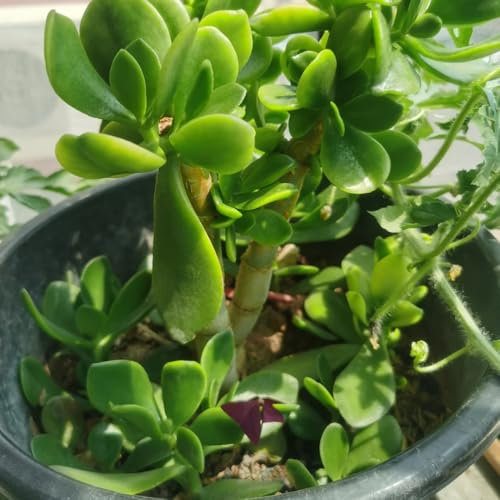 Geldbaum Samen - winterharte pflanzen für balkon Crassula ovata Samen - luftreinigende zimmerpflanzen zimmerpflanzen, bio saatgut sträucher, büropflanzen bonsai samen indoor 80pcs