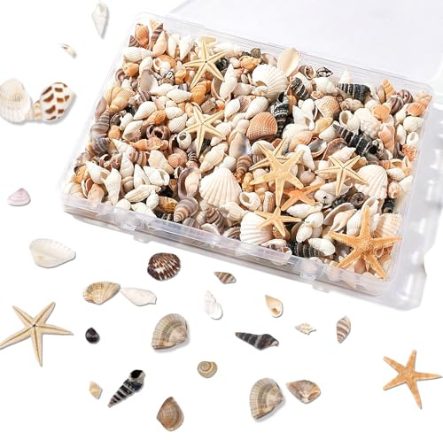 Honosen 1000 Stück Kleine Muscheln Deko, Natürliche Muscheln zum Basteln