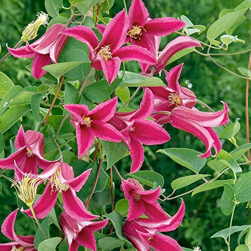 GardenersDream Clematis 'Princess Diana' - Kletterpflanzen Winterhart - Clematis Kletterpflanze Tulpenblütig Pink - Climatispflanze für Garten Pflanzen - Ranken Pflanzen Mehrjährig