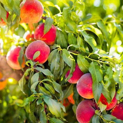 25pcs Dwarf Peach Fruit Tree,Pink