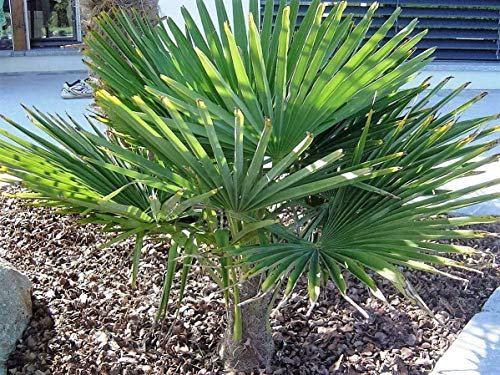 RARITÄT Frostharte Hanfpalme Trachycarpus Ukhrulensis Größe bis 130 cm. aus dem Gebirge von Manipur bis - 20 Grad