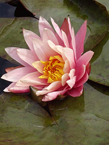 Teichpflanzen Seerosen : Nymphaea Seerose Greggs Orange Beauty winterhart Pflanztiefe bis 150 cm