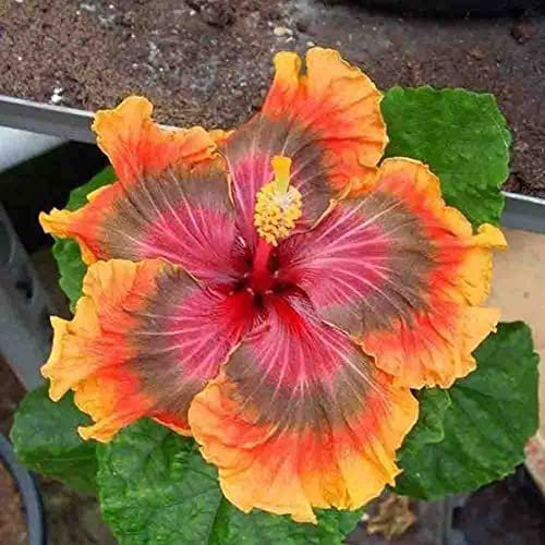 Haloppe 200 Unids Hibiscus Coralline Flores Semillas de Plantas para la Plantación de Jardín en Casa, Hibiscus Coralline Flower Seeds Garden Yard Home Plant DIY Bonsai Decor Semillas de hibisco cor