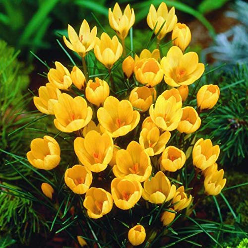 50 Krokus Botanic Goldilocks Frühjahrszwiebeln - Goldene Farbe