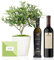 Set Regalo Gourmet Elegant con árbol olivo natural prebonsai 38 cm en maceta de 16 cm diámetro, guía de cuidados, aceite de oliva virgen extra y vino tinto ecológico entregado en caja de regalo