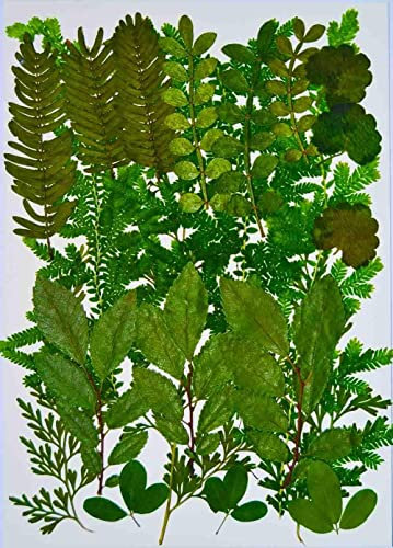 HANDI-KAFU Assorted Leaves Real getrocknete gepresste Blumen für Harz Kunst Handwerk DIY