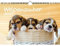 Welpenzauber DIN A4 Kalender für 2024 Hunde Welpen - Geschenkset Inhalt: 1x Kalender, 1x Weihnachts- und 1x Grußkarte (insgesamt 3 Teile)