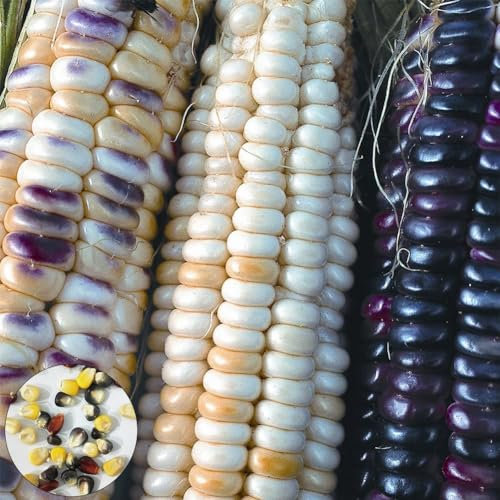 kiskick 200 Unids Semillas de Maíz Cultivos Vegetales Nutritivos Granja Patio Trasero Jardín Planta de Campo Paquete de Jardín Semillas de Hierbas para Plantar y Al Aire Libre Color mixto Semillas