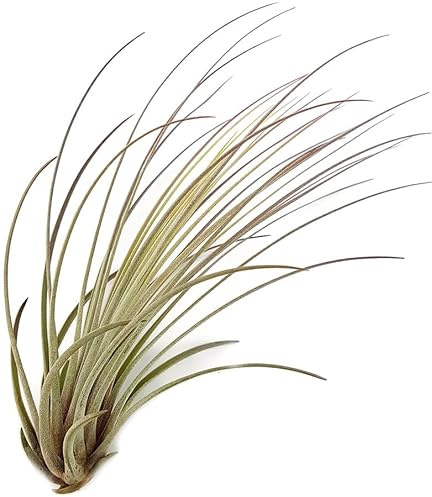 Fangblatt - Tillandsia Juncea - 15-20 cm lang - exotische Zimmerpflanze - pflegeleichte Aufsitzerpflanze