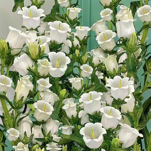 250 pcs glockenblumen samen exotische pflanzen glockenblume samen, samen blumenwiese wiesenblumen samen mehrjährig winterhart, wildblumensamen mehrjährig winterhart, kräutersamen gartenkräuter