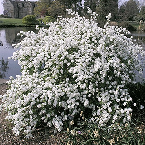 Exochorda macrantha The Bride Arbusto di Perle Pianta da Giardino a Foglia Caduca Resistente in Vaso – Ideale per Aiuole, Bordure e altro