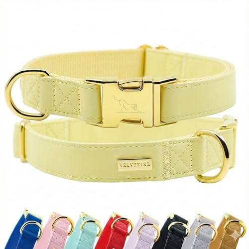 VELVETIER Hundehalsband Butter (Beige), veganes Leder, S/M 29-40 cm | Für kleine und mittlere Hunde, goldene Schnalle, veganes Leder, Mops, Cocker Spaniel