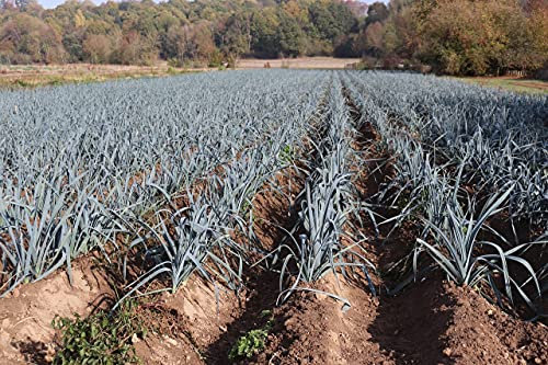 Lot de 250 Graines de Poireau Bleu de Solaise - Indispensable de la Cuisine - 100% Naturelle - Qualité Gustative - Parfait pour Gratin et Tarte - Garantie Germination - 100% Reproductible et français