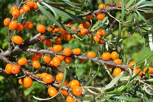 100 Samen Sanddorn Hippophae rhamnoides Frucht Baum Strauch Schlehe Wild Obst