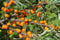 100 Samen Sanddorn Hippophae rhamnoides Frucht Baum Strauch Schlehe Wild Obst