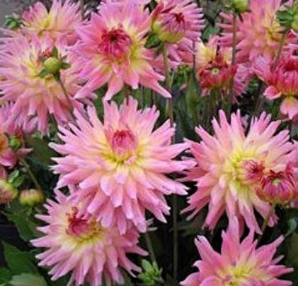 Beautiful Melody Flowering Gypsy Dahlia Root, Bulb
