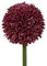 Gasper künstliche Allium Kugelblüte rot H. 64cm Blüte D. 11cm Kunstblumen