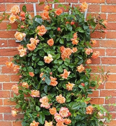 Scent from Heaven Climbing Rose, Orange and Salmon Blooms, 3L Pot, Grows to 3m, Fruity Fragrance