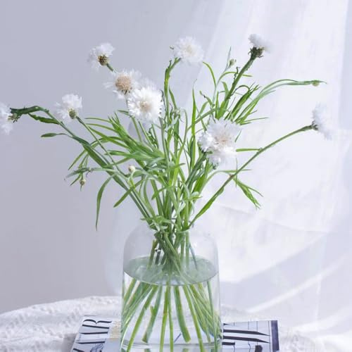bodendecker kornblumen, kräuterpflanzen balkon, blumenwiese steingartenpflanzen winterhart bodendecker 600samen