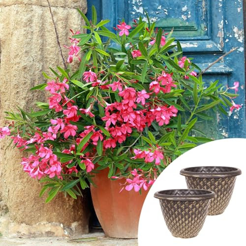 YouGarden Premium Oleander Pink 'Emilie' Bushes, Pair of Established Oleander in 15cm Pots, Pink Flowers with Pinecone Planters 34cm Black Gold