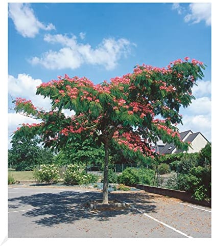 BALDUR Garten 1x Albizia Ombrella, Pflanze im 2 Liter-Topf