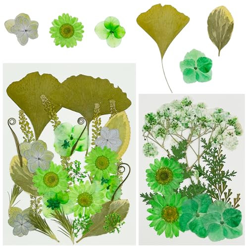 Cayway 40 Pz Naturali Pressati Fiori Pressati Secchi, Verde Foglie Pressate Naturali per Resina, Fiori Secchi Veri Pressati Fiori per Scrapbooking, Gioielli in Resina Epossidica
