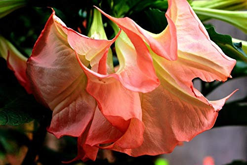 Portal Cool Brugmansia 'Ecuador Pink' 5 Semi'S Trombone Angelo