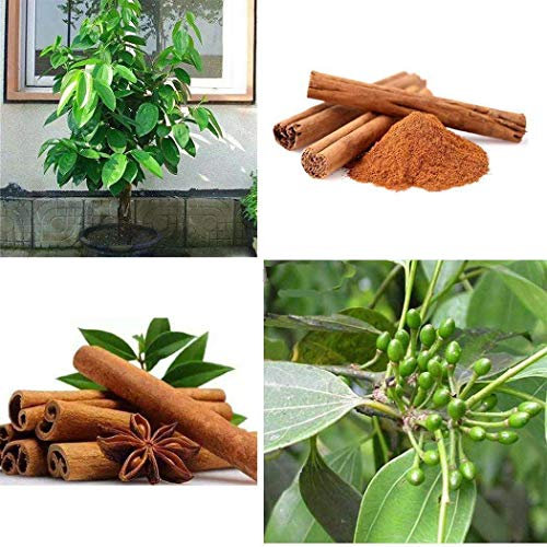 Pinkdose® Weltbeste Zimt/seltene Ceylon Bio-Zimt 100 Samen/sehr frische Garantie zu keimen